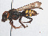  ( - RMNH.INS.552979)  @13 [ ] CreativeCommons - Attribution Non-Commercial Share-Alike (2013) Unspecified Naturalis Biodiversity Center