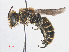  (Hoplitis adunca - RMNH.INS.552981)  @15 [ ] CreativeCommons - Attribution Non-Commercial Share-Alike (2013) Unspecified Naturalis Biodiversity Center