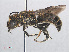  ( - RMNH.INS.552982)  @13 [ ] CreativeCommons - Attribution Non-Commercial Share-Alike (2013) Unspecified Naturalis Biodiversity Center