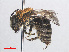  ( - RMNH.INS.552997)  @14 [ ] CreativeCommons - Attribution Non-Commercial Share-Alike (2013) Unspecified Naturalis Biodiversity Center