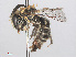  ( - RMNH.INS.552998)  @14 [ ] CreativeCommons - Attribution Non-Commercial Share-Alike (2013) Unspecified Naturalis Biodiversity Center