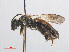  ( - RMNH.INS.552999)  @11 [ ] CreativeCommons - Attribution Non-Commercial Share-Alike (2013) Unspecified Naturalis Biodiversity Center