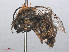  ( - RMNH.INS.553003)  @13 [ ] CreativeCommons - Attribution Non-Commercial Share-Alike (2013) Unspecified Naturalis Biodiversity Center