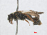  ( - RMNH.INS.553004)  @11 [ ] CreativeCommons - Attribution Non-Commercial Share-Alike (2013) Unspecified Naturalis Biodiversity Center
