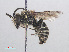  ( - RMNH.INS.553019)  @11 [ ] CreativeCommons - Attribution Non-Commercial Share-Alike (2013) Unspecified Naturalis Biodiversity Center