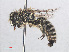  ( - RMNH.INS.553052)  @13 [ ] CreativeCommons - Attribution Non-Commercial Share-Alike (2013) Unspecified Naturalis Biodiversity Center