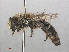  ( - RMNH.INS.553055)  @14 [ ] CreativeCommons - Attribution Non-Commercial Share-Alike (2013) Unspecified Naturalis Biodiversity Center