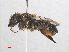  (Megachile willoughbiella - RMNH.INS.553057)  @15 [ ] CreativeCommons - Attribution Non-Commercial Share-Alike (2013) Unspecified Naturalis Biodiversity Center