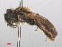  ( - RMNH.INS.553089)  @11 [ ] CreativeCommons - Attribution Non-Commercial Share-Alike (2013) Unspecified Naturalis Biodiversity Center