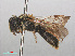  ( - RMNH.INS.553090)  @11 [ ] CreativeCommons - Attribution Non-Commercial Share-Alike (2013) Unspecified Naturalis Biodiversity Center