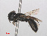  ( - RMNH.INS.553093)  @13 [ ] CreativeCommons - Attribution Non-Commercial Share-Alike (2013) Unspecified Naturalis Biodiversity Center