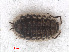  ( - RMNH.CRUS.I.7262)  @11 [ ] CreativeCommons - Attribution Non-Commercial Share-Alike (2013) Unspecified Naturalis Biodiversity Center