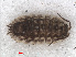  ( - RMNH.CRUS.I.7263)  @11 [ ] CreativeCommons - Attribution Non-Commercial Share-Alike (2013) Unspecified Naturalis Biodiversity Center