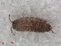  ( - RMNH.CRUS.I.7277)  @12 [ ] CreativeCommons - Attribution Non-Commercial Share-Alike (2013) Unspecified Naturalis Biodiversity Center