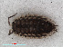  ( - RMNH.CRUS.I.7280)  @11 [ ] CreativeCommons - Attribution Non-Commercial Share-Alike (2013) Unspecified Naturalis Biodiversity Center