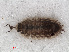  ( - RMNH.CRUS.I.7281)  @11 [ ] CreativeCommons - Attribution Non-Commercial Share-Alike (2013) Unspecified Naturalis Biodiversity Center