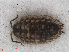  ( - RMNH.CRUS.I.7282)  @11 [ ] CreativeCommons - Attribution Non-Commercial Share-Alike (2013) Unspecified Naturalis Biodiversity Center