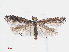  ( - RMNH.INS.538483)  @11 [ ] CreativeCommons - Attribution Non-Commercial Share-Alike (2012) Unspecified Naturalis, Biodiversity Centre