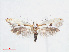  ( - RMNH.INS.538487)  @13 [ ] CreativeCommons - Attribution Non-Commercial Share-Alike (2012) Unspecified Naturalis, Biodiversity Centre