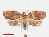  ( - RMNH.INS.538490)  @13 [ ] CreativeCommons - Attribution Non-Commercial Share-Alike (2012) Unspecified Naturalis, Biodiversity Centre