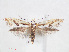  ( - RMNH.INS.538499)  @11 [ ] CreativeCommons - Attribution Non-Commercial Share-Alike (2012) Unspecified Naturalis, Biodiversity Centre