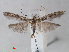  ( - RMNH.INS.538504)  @13 [ ] Unspecified (default): All Rights Reserved  Unspecified Unspecified