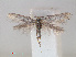  ( - RMNH.INS.538520)  @14 [ ] Unspecified (default): All Rights Reserved  Unspecified Unspecified