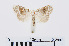  ( - RMNH.INS.538523)  @12 [ ] CreativeCommons - Attribution Non-Commercial Share-Alike (2014) Unspecified Naturalis, Biodiversity Centre