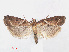  ( - RMNH.INS.538532)  @13 [ ] CreativeCommons - Attribution Non-Commercial Share-Alike (2012) Unspecified Naturalis, Biodiversity Centre