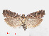  ( - RMNH.INS.538534)  @14 [ ] CreativeCommons - Attribution Non-Commercial Share-Alike (2012) Unspecified Naturalis, Biodiversity Centre