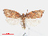  ( - RMNH.INS.538537)  @14 [ ] CreativeCommons - Attribution Non-Commercial Share-Alike (2012) Unspecified Naturalis, Biodiversity Centre