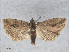  ( - RMNH.INS.538579)  @12 [ ] CreativeCommons - Attribution Non-Commercial Share-Alike (2014) Unspecified Naturalis, Biodiversity Centre