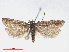  ( - RMNH.INS.538606)  @12 [ ] CreativeCommons - Attribution Non-Commercial Share-Alike (2014) Unspecified Naturalis, Biodiversity Centre