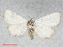  ( - RMNH.INS.538621)  @14 [ ] CreativeCommons - Attribution Non-Commercial Share-Alike (2014) Unspecified Naturalis, Biodiversity Centre