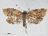  ( - RMNH.INS.538629)  @13 [ ] CreativeCommons - Attribution Non-Commercial Share-Alike (2014) Unspecified Naturalis, Biodiversity Centre