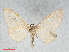  ( - RMNH.INS.538631)  @13 [ ] CreativeCommons - Attribution Non-Commercial Share-Alike (2014) Unspecified Naturalis, Biodiversity Centre