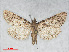  ( - RMNH.INS.538632)  @13 [ ] CreativeCommons - Attribution Non-Commercial Share-Alike (2014) Unspecified Naturalis, Biodiversity Centre