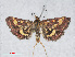 ( - RMNH.INS.538633)  @14 [ ] CreativeCommons - Attribution Non-Commercial Share-Alike (2014) Unspecified Naturalis, Biodiversity Centre