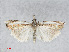  ( - RMNH.INS.538655)  @14 [ ] CreativeCommons - Attribution Non-Commercial Share-Alike (2014) Unspecified Naturalis, Biodiversity Centre