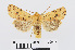  ( - RMNH.INS.538657)  @13 [ ] Unspecified (default): All Rights Reserved  Unspecified Unspecified