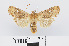  ( - RMNH.INS.538662)  @14 [ ] Unspecified (default): All Rights Reserved  Unspecified Unspecified