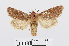  ( - RMNH.INS.538666)  @13 [ ] Unspecified (default): All Rights Reserved  Unspecified Unspecified