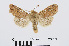  ( - RMNH.INS.538673)  @13 [ ] Unspecified (default): All Rights Reserved  Unspecified Unspecified