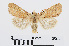  ( - RMNH.INS.538674)  @14 [ ] Unspecified (default): All Rights Reserved  Unspecified Unspecified
