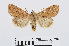  ( - RMNH.INS.538675)  @13 [ ] Unspecified (default): All Rights Reserved  Unspecified Unspecified
