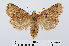  ( - RMNH.INS.538679)  @14 [ ] Unspecified (default): All Rights Reserved  Unspecified Unspecified