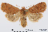  ( - RMNH.INS.538680)  @15 [ ] Unspecified (default): All Rights Reserved  Unspecified Unspecified