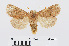  ( - RMNH.INS.538681)  @15 [ ] Unspecified (default): All Rights Reserved  Unspecified Unspecified