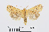  ( - RMNH.INS.538698)  @14 [ ] Unspecified (default): All Rights Reserved  Unspecified Unspecified