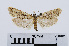  ( - RMNH.INS.538699)  @13 [ ] Unspecified (default): All Rights Reserved  Unspecified Unspecified